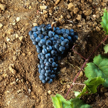 Cooking Class e Degustazione Vini tra i Vigneti della Valtenesi 4 Cooking Class e Degustazione Vini tra i Vigneti della Valtenesi 4